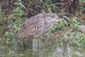 Black-crowned Night-Heron - 10/29/17, Williamsport Dam © Bobby Brown