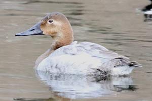 Canvasback - 1/26/19, Hughesville © Bobby Brown
