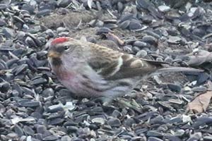 Common Redpoll - 12/9/18, Eldred Twp. © Bobby Brown