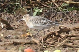 Baird's Sandpiper - 9/18/18, Nisbet © Bobby Brown