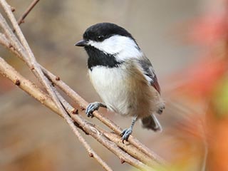 Black-capped Chickadee - 11/4/18, Williamsport Water Authority © Bobby Brown