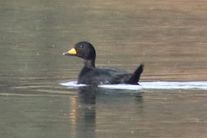 Black Scoter - 11/4/18, Rose Valley Lake © Bobby Brown