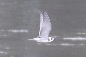 Black Tern - 9/15/18, Nisbet © Bobby Brown