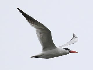 Caspian Tern - 9/9/18, Rose Valley Lake © Bobby Brown