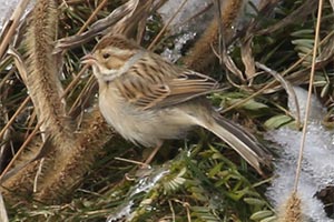 Clay-colored Sparrow - 11/23/18, Rose Valley Lake © Bobby Brown