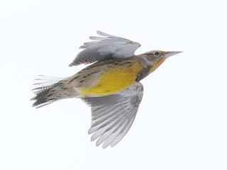 Eastern Meadowlark - 11/18/18, Rose Valley Lake © Bobby Brown