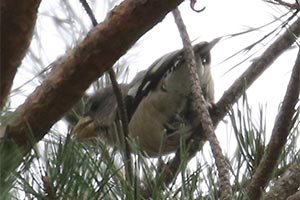Evening Grosbeak - 10/28/18, Rose Valley Lake © Bobby Brown