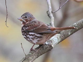 Fox Sparrow - 11/4/18, Williamsport Water Authority © Bobby Brown