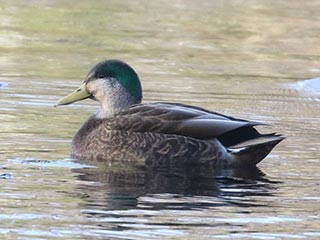 Mallard x American Black Duck (hybrid) - 11/11/18, Indian Park © Bobby Brown