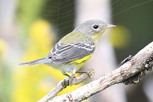 Magnolia Warbler - 9/17/18, Rose Valley Lake © Bobby Brown
