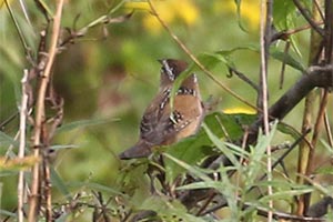 Marsh Wren - 9/19/18, Rose Valley Lake © Bobby Brown