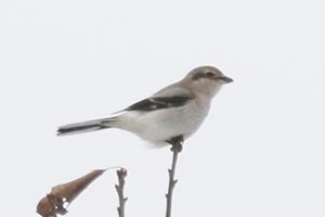 Northern Shrike - 11/17/18, Jackson Twp. © Bobby Brown