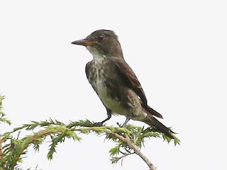 Olive-sided Flycatcher - 8/19/18, Rte. 15 Overlook © Bobby Brown