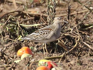 Pectoral Sandpiper - 9/18/18, Nisbet © Bobby Brown
