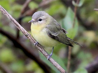Philadelphia Vireo - 10/13/18, Rose Valley Lake © Bobby Brown