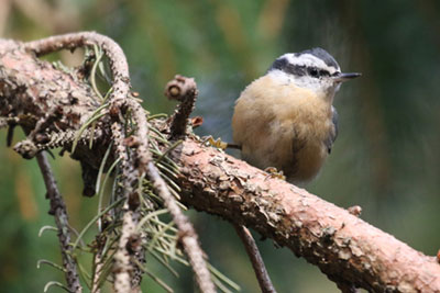 Red-breasted Nuthatch - 11/4/18, Rose Valley Lake © Bobby Brown