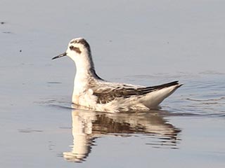 Red-necked Phalarope - 9/18/18, Williamsport Dam © Bobby Brown