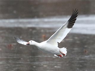 Snow Goose - 11/24/18, Indian Park © Bobby Brown