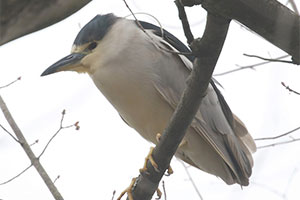 Black-crowned Night-Heron - 4/15/18, Indian Park © Bobby Brown