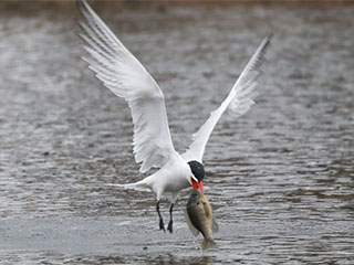 Caspian Tern - 4/15/18, Indian Park © Bobby Brown