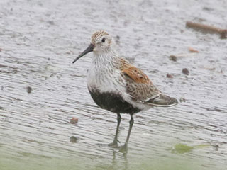 Dunlin - 5/12/18, Rose Valley Lake © Bobby Brown