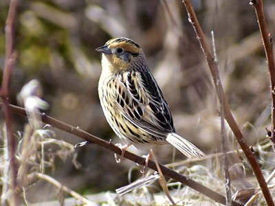 LeConte's Sparrow - 4/21/18, Rose Valley Lake © Norwood Frederick