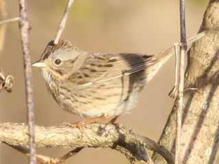 Lincoln's Sparrow - 5/2/18, Mill St. © Bobby Brown