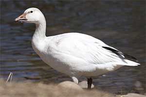 Snow Goose - 3/24/18, Indian Park © Bobby Brown