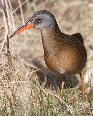 Virginia Rail - 4/14/18, Powys Wetland © Bobby Brown