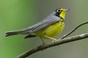 Canada Warbler - 6/6/18, Upper Pine Bottom SP © Bobby Brown
