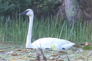 Trumpeter Swan - 6/1/18, Rock Run Rd. © Bobby Brown
