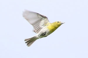 Yellow-throated Vireo - 6/9/18, Upper Bodines Rd. © Bobby Brown