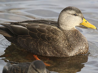 American Black Duck - 12/7/19, Indian Park © Bobby Brown
