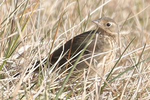 American Pipit - 1/6/20, Williamsport Dam © Bobby Brown