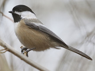 Black-capped Chickadee - 1/2/20, Williamsport Water Authority © Bobby Brown