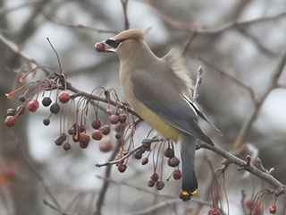 Cedar Waxwing - 1/5/20, Rose Valley Lake © Bobby Brown