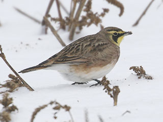 Horned Lark - 1/19/20, Muncy Twp. © Bobby Brown