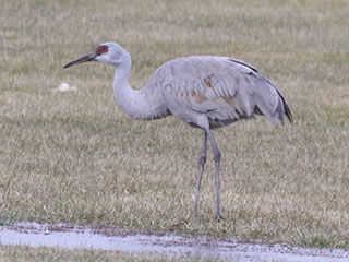 Sandhill Crane - 1/1/20, Jersey Shore © Bobby Brown