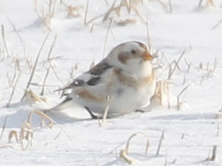 Snow Bunting - 2/8/20, Cogan House Twp. © Bobby Brown