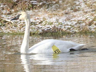 Trumpeter Swan - 1/1/20, Gamble Twp. © Bobby Brown
