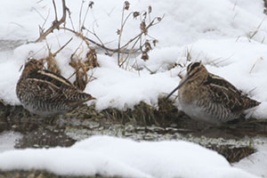 Wilson's Snipes - 2/9/20, Hughesville © Bobby Brown