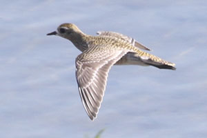 American Golden-Plover - 9/22/19, Williamsport Dam © Bobby Brown
