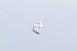 Franklin's Gull - 10/4/19, Rte. 15 Overlook © Bobby Brown
