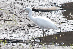 Little Blue Heron - 8/6/19, Little Pine SP © David Brown