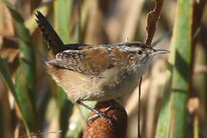 Marsh Wren - 9/20/19, Rose Valley Lake © Bobby Brown