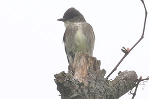 Olive-sided Flycatcher - 5/19/19, SGL 252 © Bobby Brown