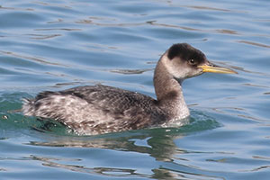 Red-necked Grebe - 3/9/19, Williamsport Dam © Bobby Brown