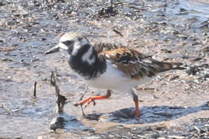 Ruddy Turnstone - 5/26/19, Williamsport Dam © Bobby Brown