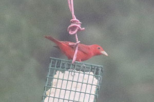 Summer Tanager - 5/2/19, Linden © Bobby Brown
