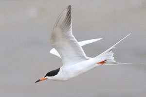 Forster's Tern - 6/20/19, Williamsport Dam © Bobby Brown